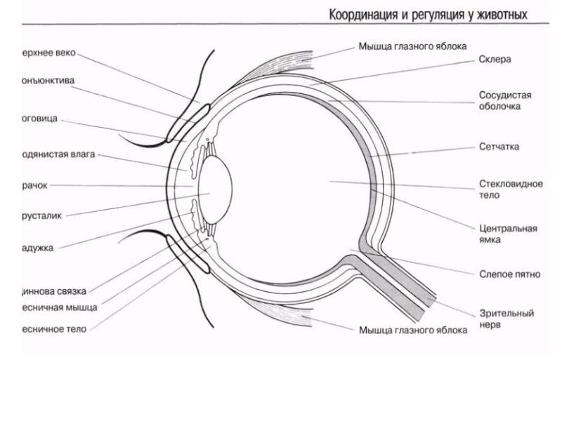 Рисунок глаз человека егэ