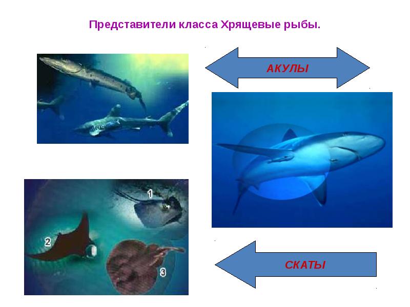 Завершите схему рыбы класс хрящевые