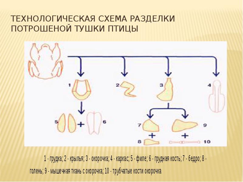 Схема технологии убоя птицы