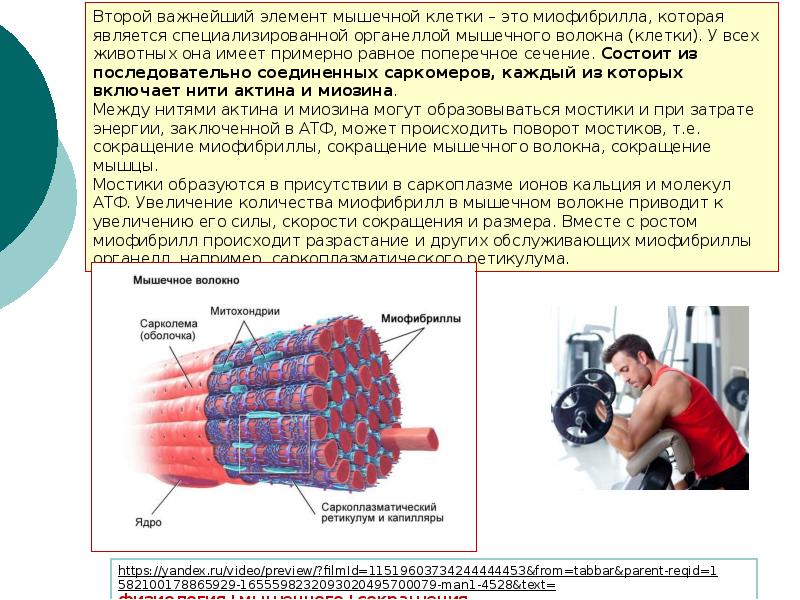 Процесс в мышцах при тренировках. Схема скелетной мышцы. Строение волокна скелетной мышцы. Что содержится в мышцах. Миофибриллярная гипертрофия мышечных волокон.