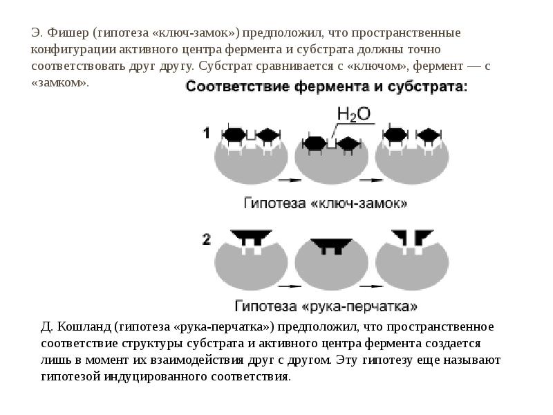 Гипотеза фишера