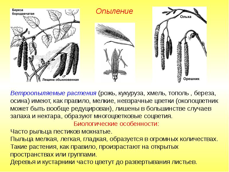 Растения опыляемые ветром картинки и названия