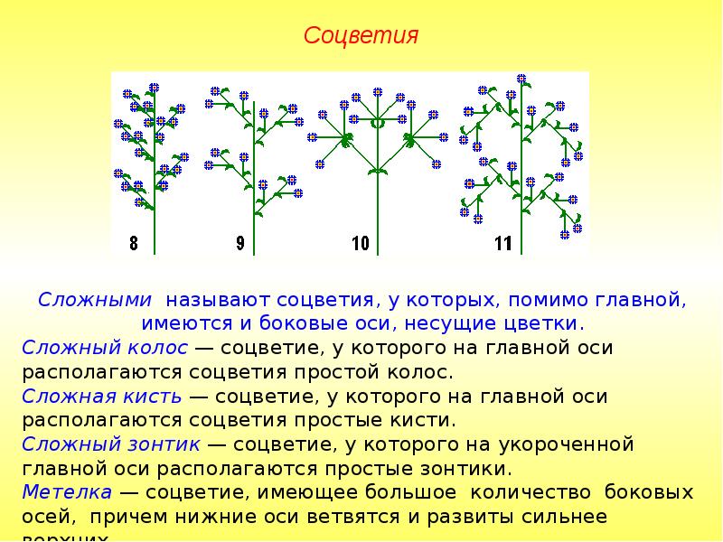 Сложный початок. Щитковидная метелка соцветие. Характеристики соцветий 6 класс. Характеристика главной оси соцветия Колос. Характеристика соцветия кисть.