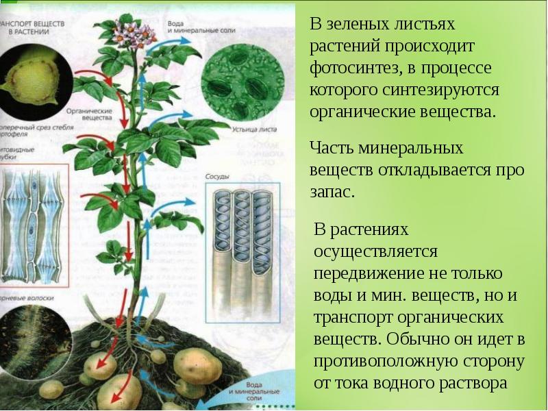 Передвижение веществ у растений тест с ответами. 2н4с это в биологии. Биология с Семочкиной.