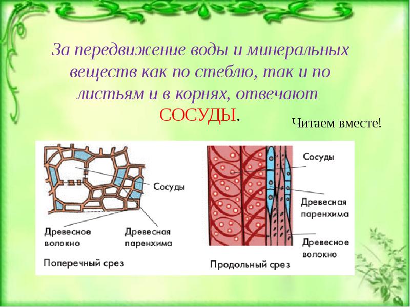 Накопление резервов питательных веществ рисунок