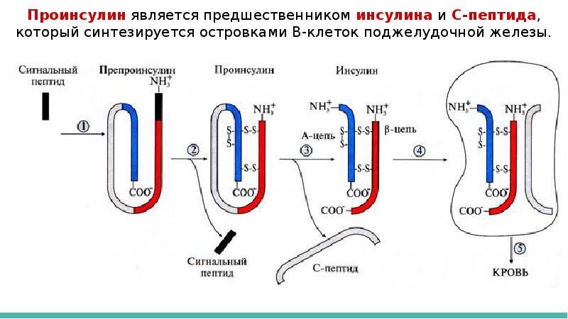 Синтез инсулина процесс