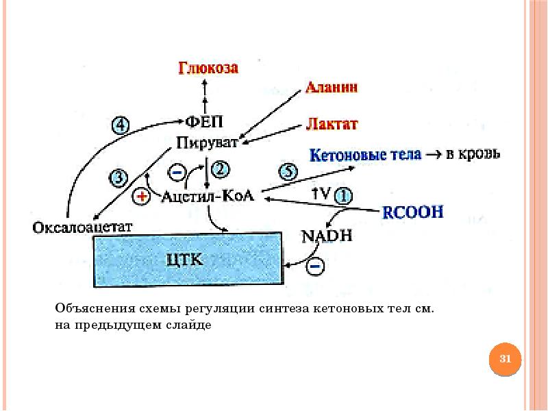 Схема образования лактата