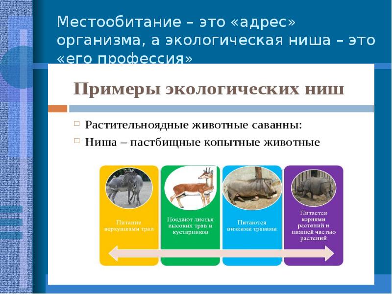 Местообитание и экологические ниши презентация 11 класс