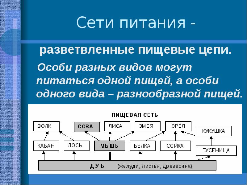 Цепи и сети питания презентация