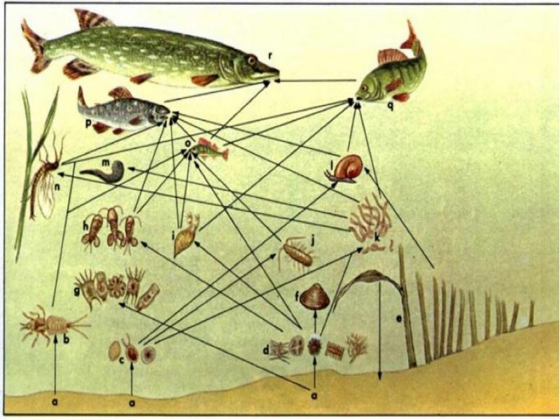 Биоценоз пруда рисунок с подписями