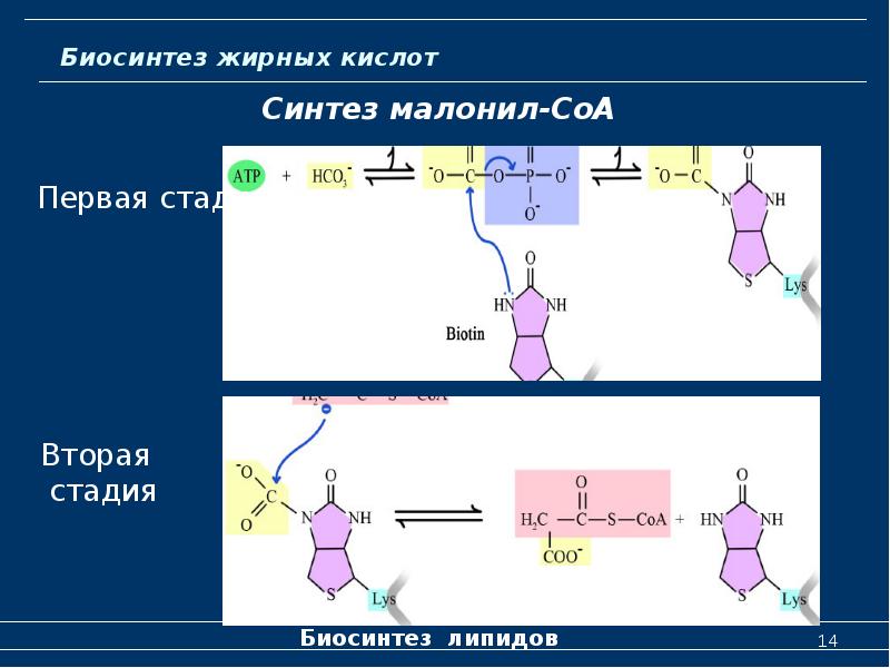 Молекулярная биология схемы