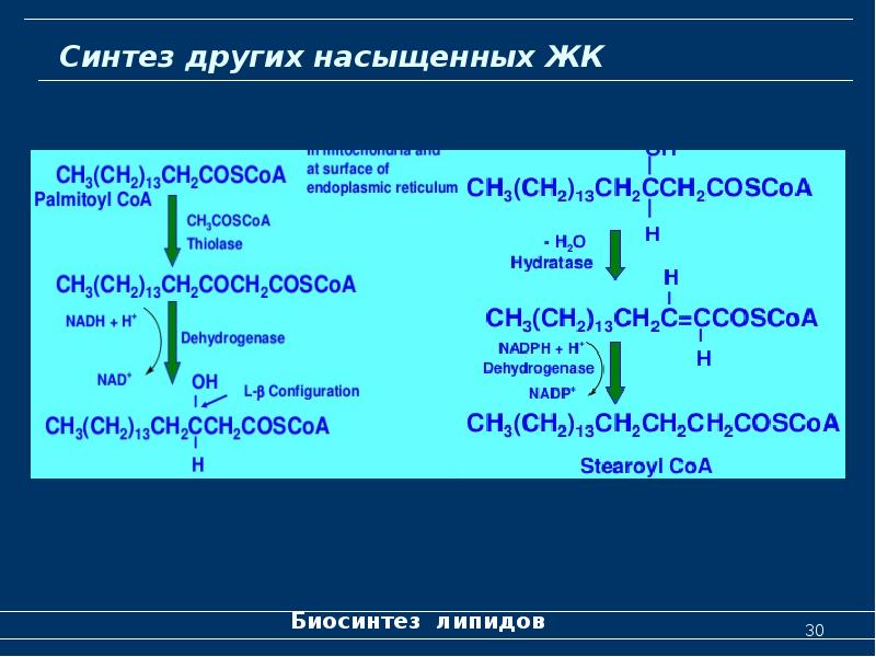 Обмен липидов схема