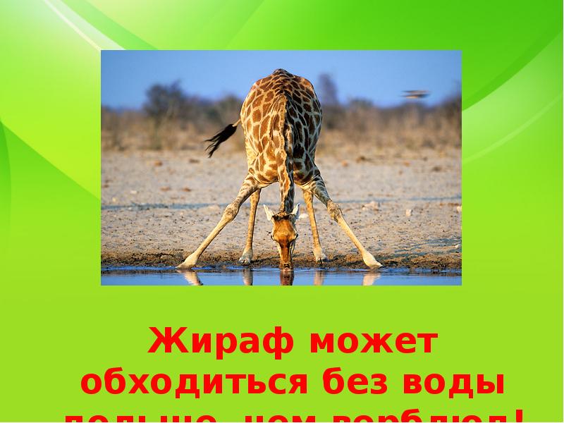 Можно ли обходиться без. Жираф может обходиться без воды дольше чем верблюд. Сколько Жираф может обходиться без воды. Какое животное дольше всех обходиться без воды. Жираф способен прожить без воды дольше, чем верблюд.