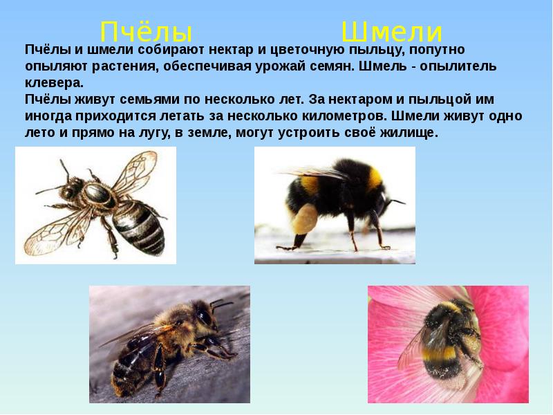 План рассказ о шмелях