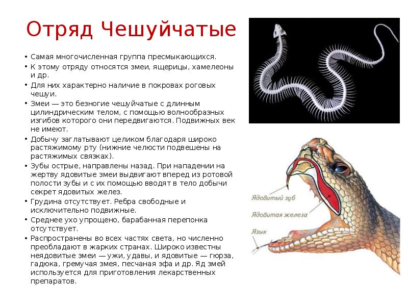 Пресмыкающиеся 7 класс биология презентация