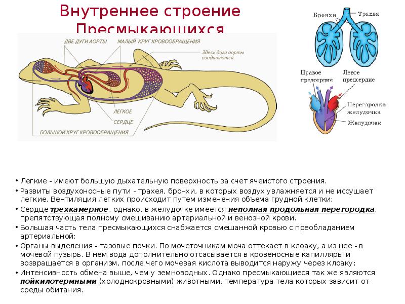 Внутреннее строение пресмыкающихся презентация