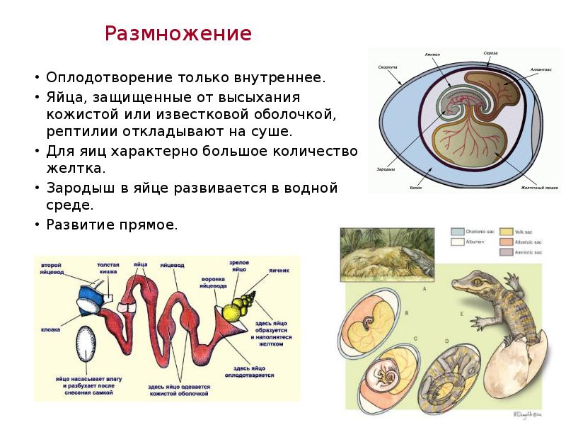 Теплокровные позвоночные животные 5 класс пасечник презентация