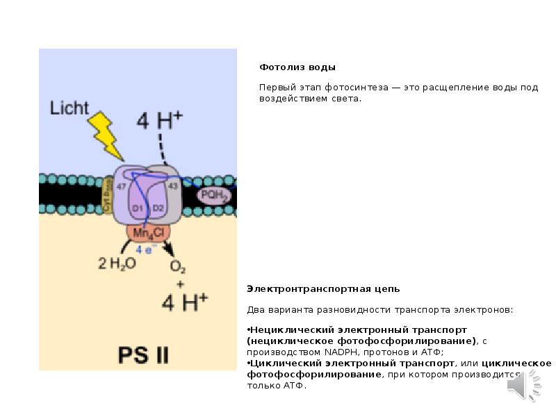 Фотолиз. Электронтранспортная цепь фотосинтеза. Нециклический транспорт электронов. Фотолиз воды это в биологии. Расщепление воды.