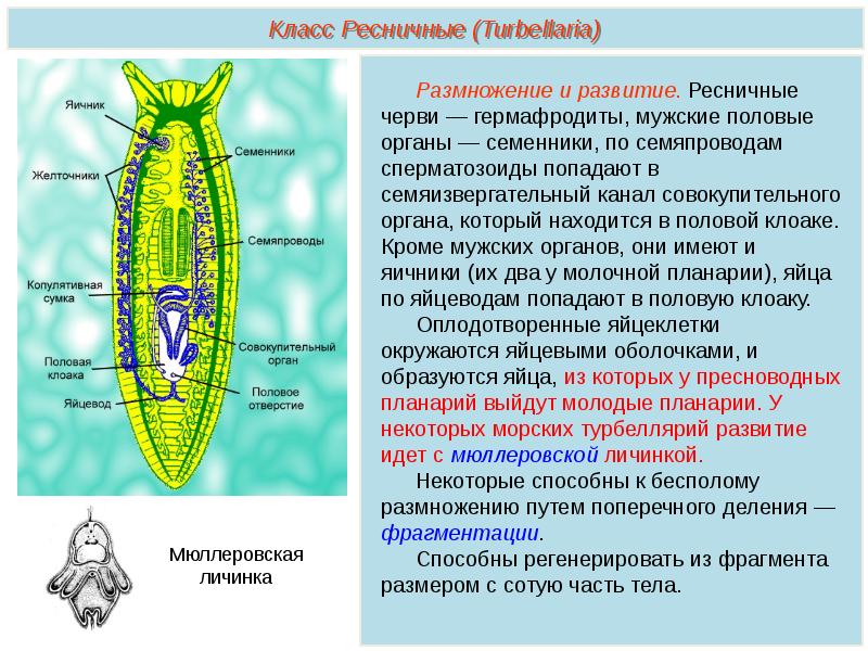 Плоские черви презентация егэ