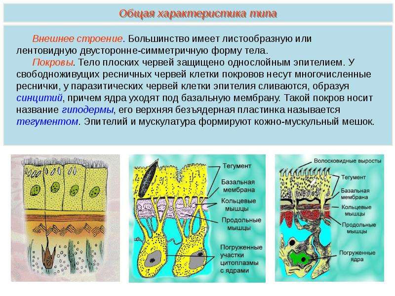 Форма тела плоских червей