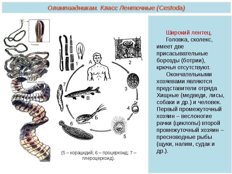 Промежуточный хозяин лентеца