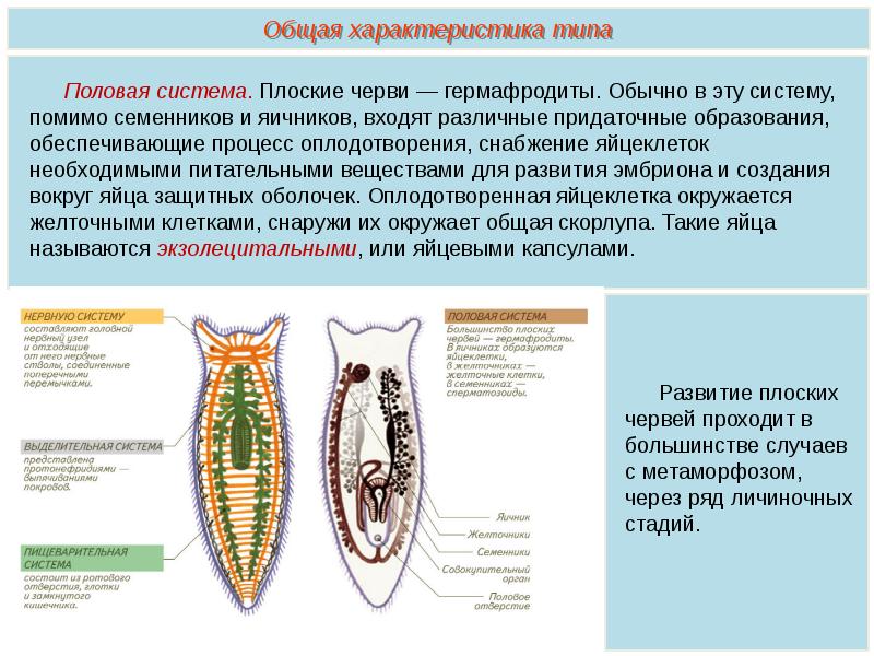 Плоские черви наличие полости. Тип плоские черви (plathelminthes). Половая система плоских червей 7 класс биология. Половая система система плоских червей 7 класс. Половая система червей 7 класс биология.