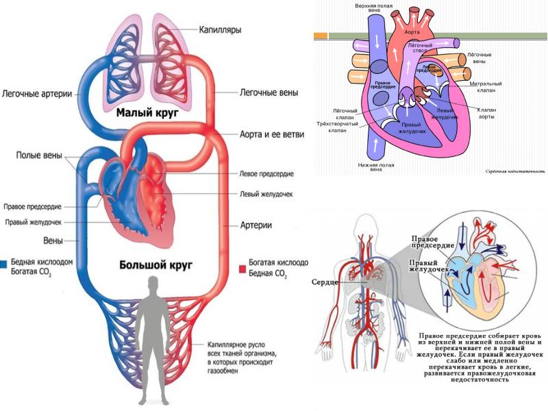 Патофизиология системы кровообращения презентация