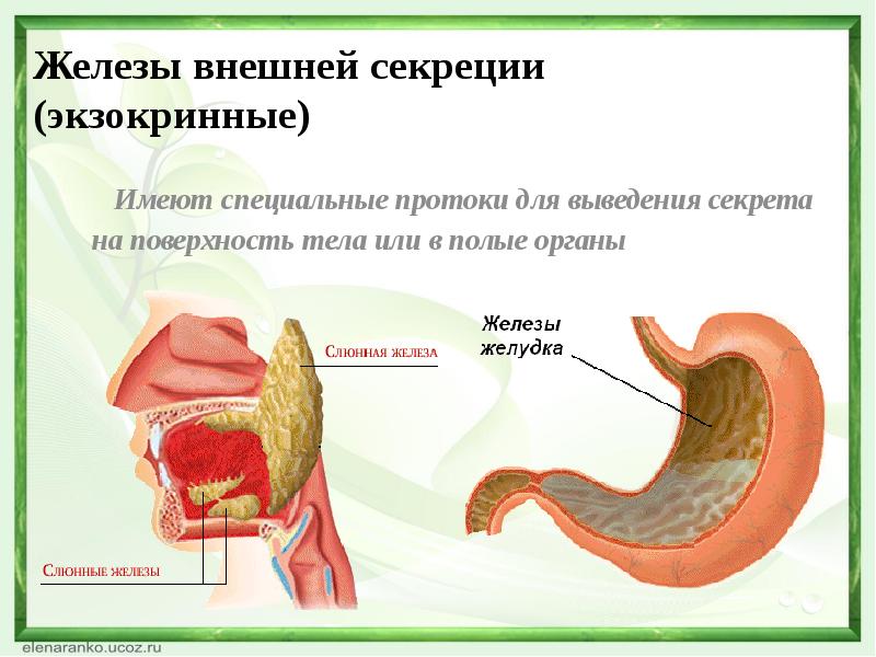 Имеет специально. Железы внешней секреции. Экзокринные железы примеры. Железы внешней секреции протоки. Заболевания желез внешней секреции.