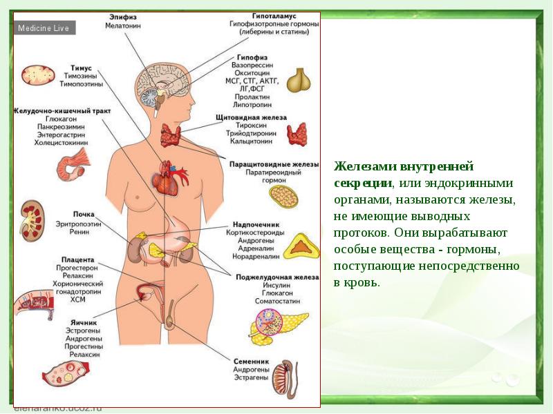 Железы огэ биология. Эндокринная система биология схема. Эндокринная система и эндокринные железы. Железы человека внутренней секреции ОГЭ. Эндокринная система анатомия железы гормоны таблица.