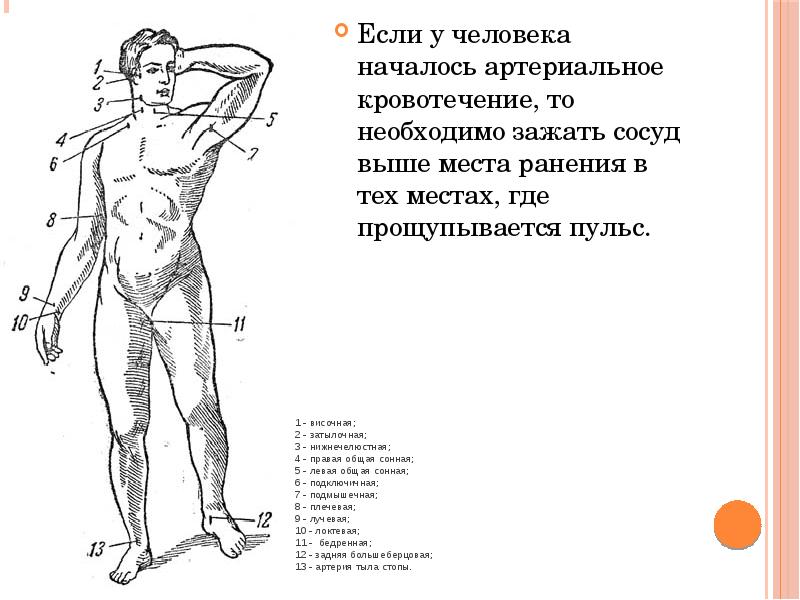 Рассмотрите рисунки 1 3 на которых изображены виды наружного кровотечения у человека