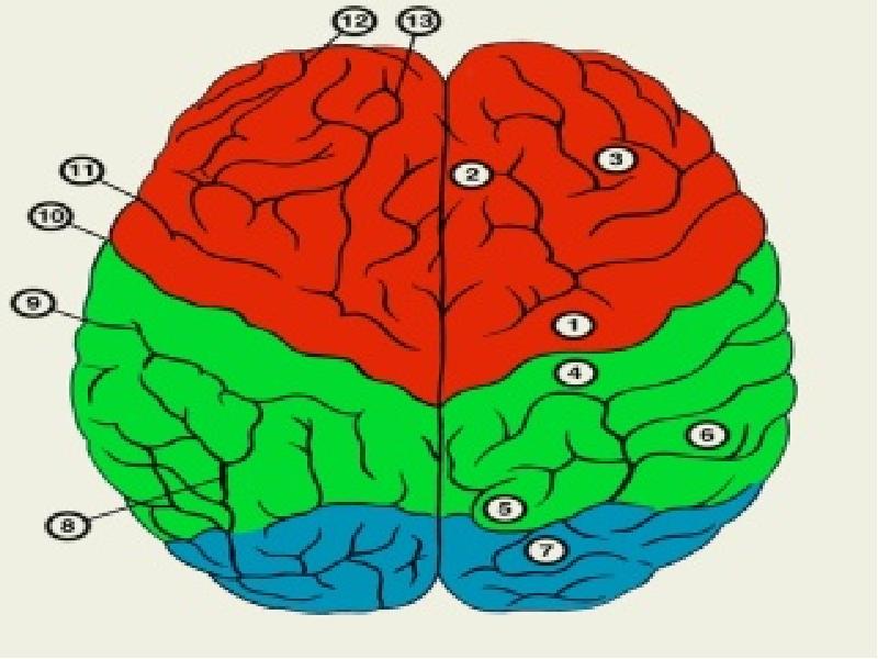 Кора больших полушарий головного мозга презентация