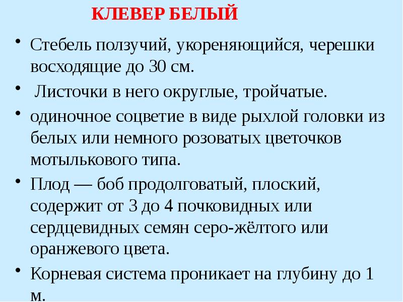 Стебель ползучий, укореняющийся, черешки восходящие до 30 см.
Стебель ползучий, укореняющийся, Стебель ползучий, укореняющийся, черешки восходящие до 30 см.
Стебель ползучий, укореняющийся,