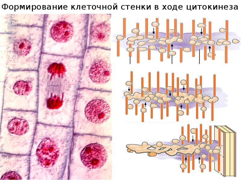 Секреторные б клетки. Плазмалемма и клеточная стенка отличия. Постклеточные, внеклеточные, надклеточные структуры. ,. Формирование клеточной стенки при цитокинезе. Плазмодесмы растительной клетки.