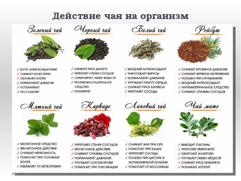 Действие чая на организм Действие чая на организм