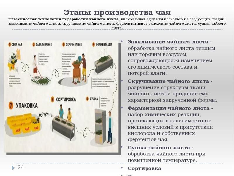 Этапы производства чая классическая технология переработки чайного листа, включающая одну или Этапы производства чая классическая технология переработки чайного листа, включающая одну или