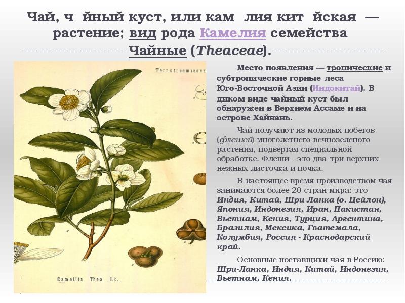 Чай, ча́йный куст, или каме́лия кита́йская — растение; вид рода Камелия Чай, ча́йный куст, или каме́лия кита́йская — растение; вид рода Камелия
