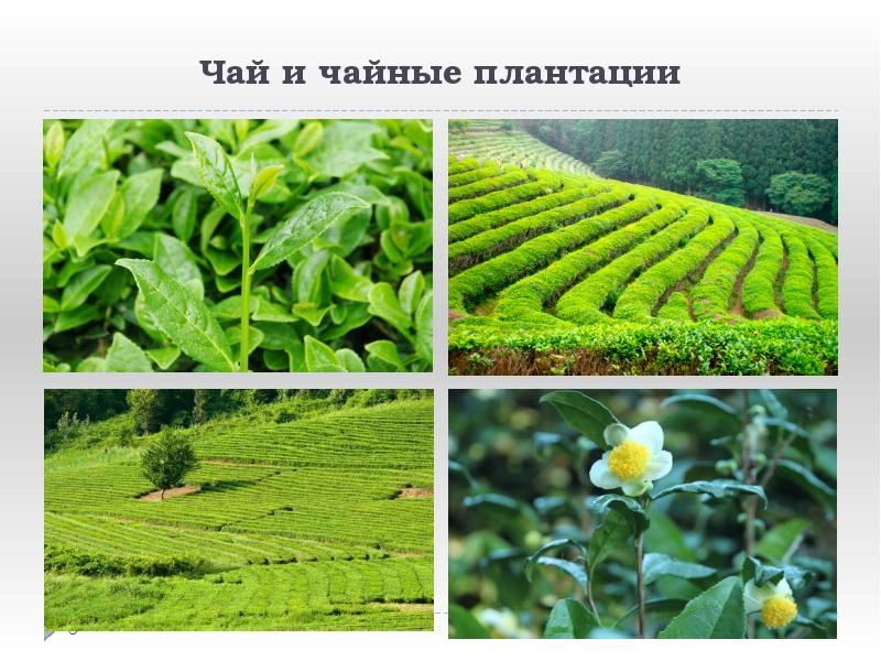 Чай и чайные плантации Чай и чайные плантации
