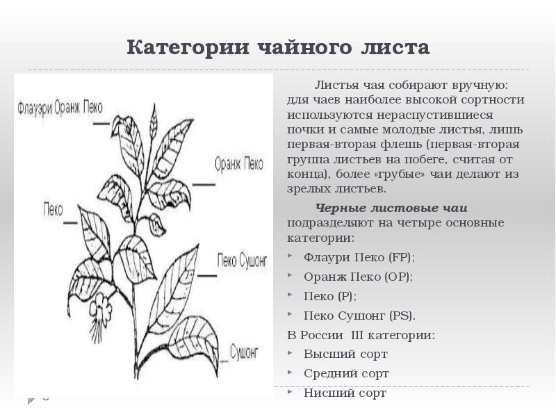 Категории чайного листа
Листья чая собирают вручную: для чаев наиболее высокой Категории чайного листа
Листья чая собирают вручную: для чаев наиболее высокой