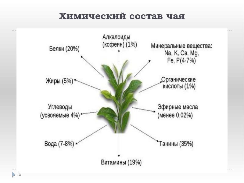 Химический состав чая картинки