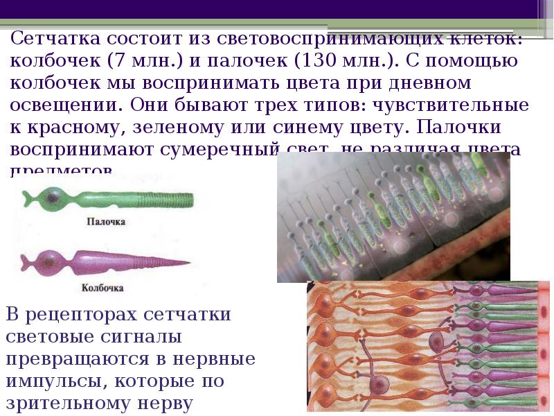 Палочки колбочки находятся в оболочке