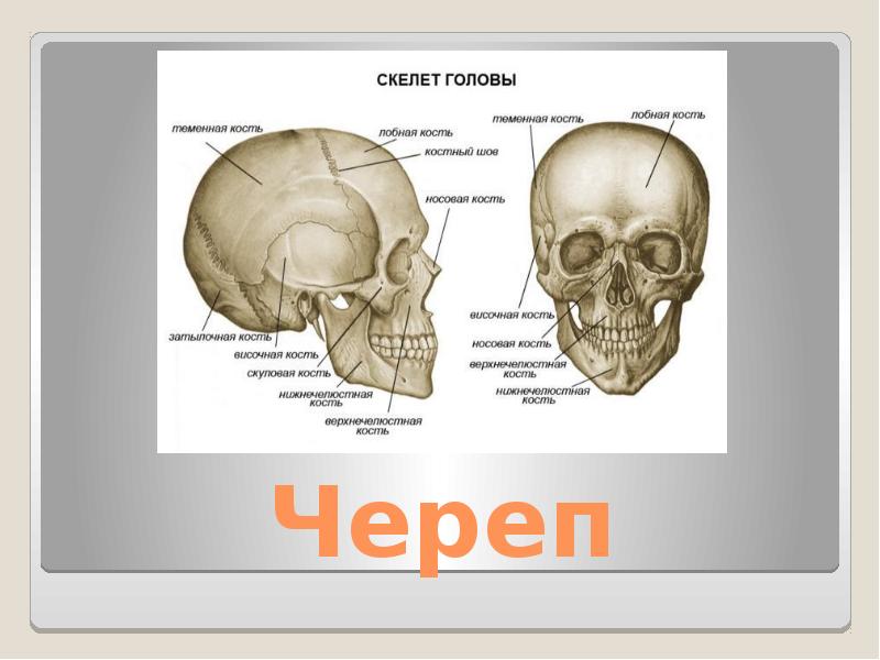 Кости головы человека фото с описанием