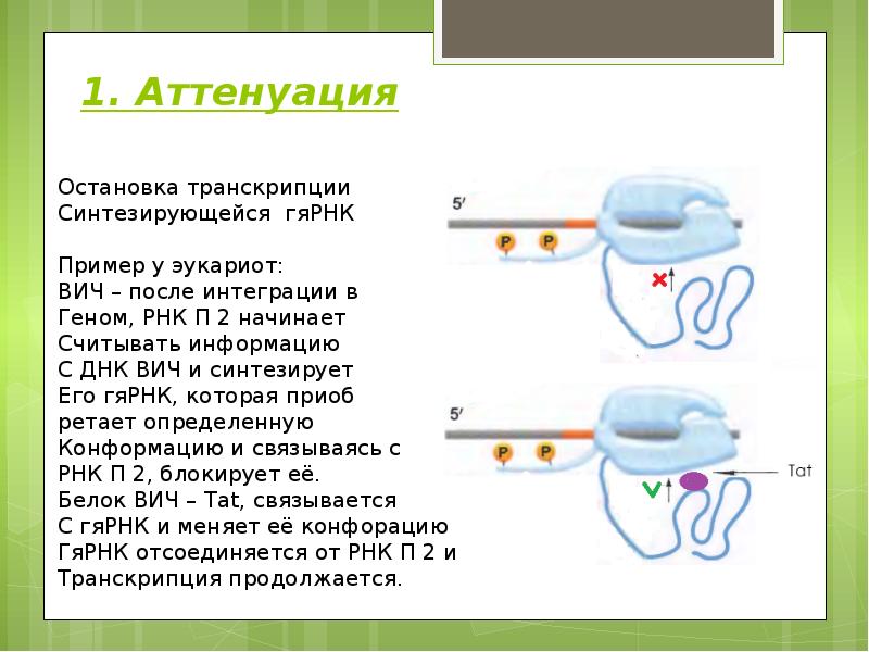 Презентация по геншину