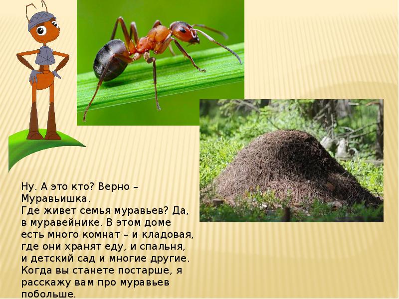 полезные насекомые в природе. вредные насекомые для дошкольников. какие в человеке живут насекомые. насекомые паразиты человека и животных. насекомые энтомофаги примеры.