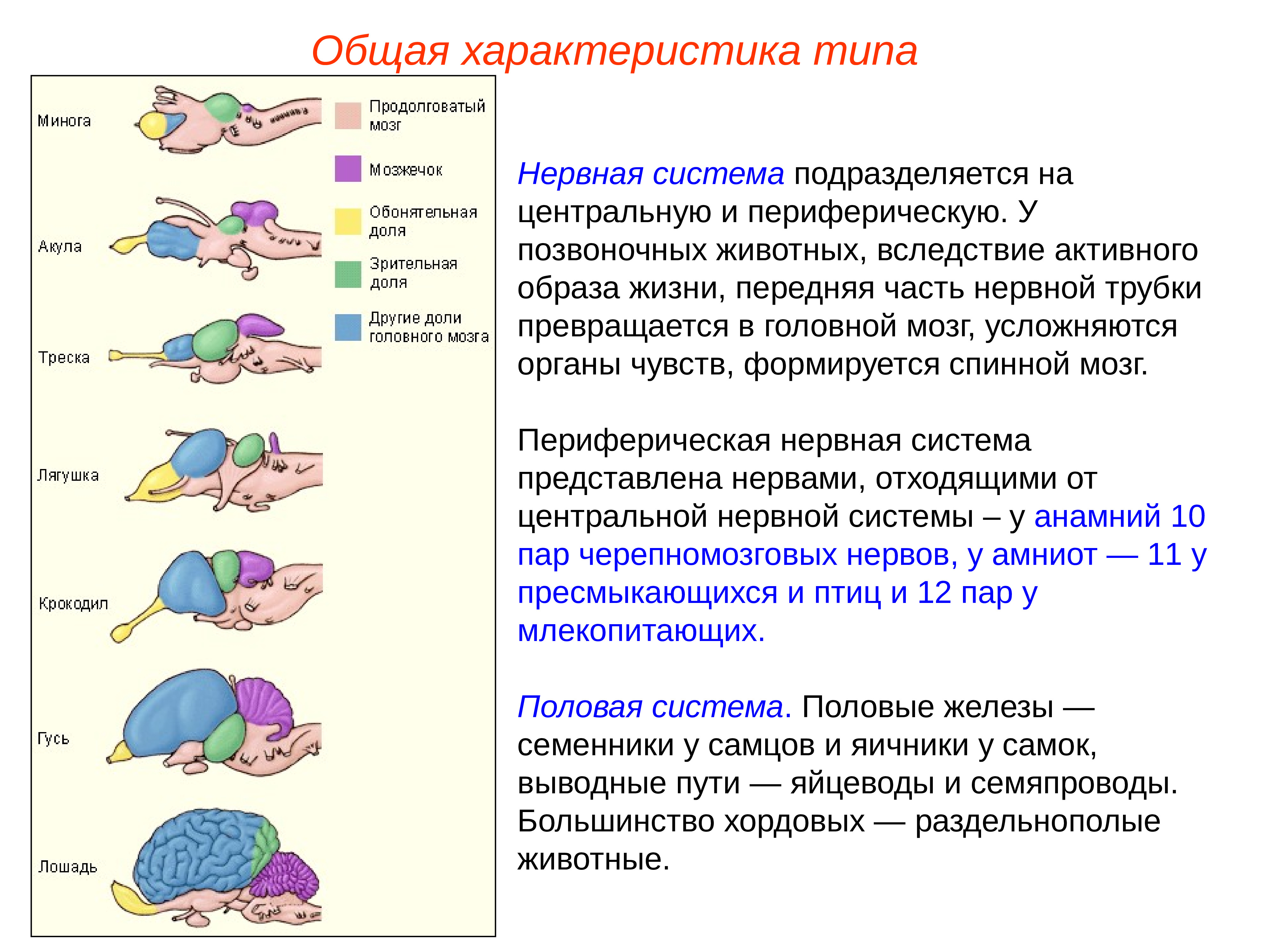 Сравнение мозга позвоночных. Тип нервной системы у хордовых. Нервная система позвоночных животных характеристика. Характеристика отделов головного мозга позвоночных. Строение головного мозга позвоночных животных 6 класс.