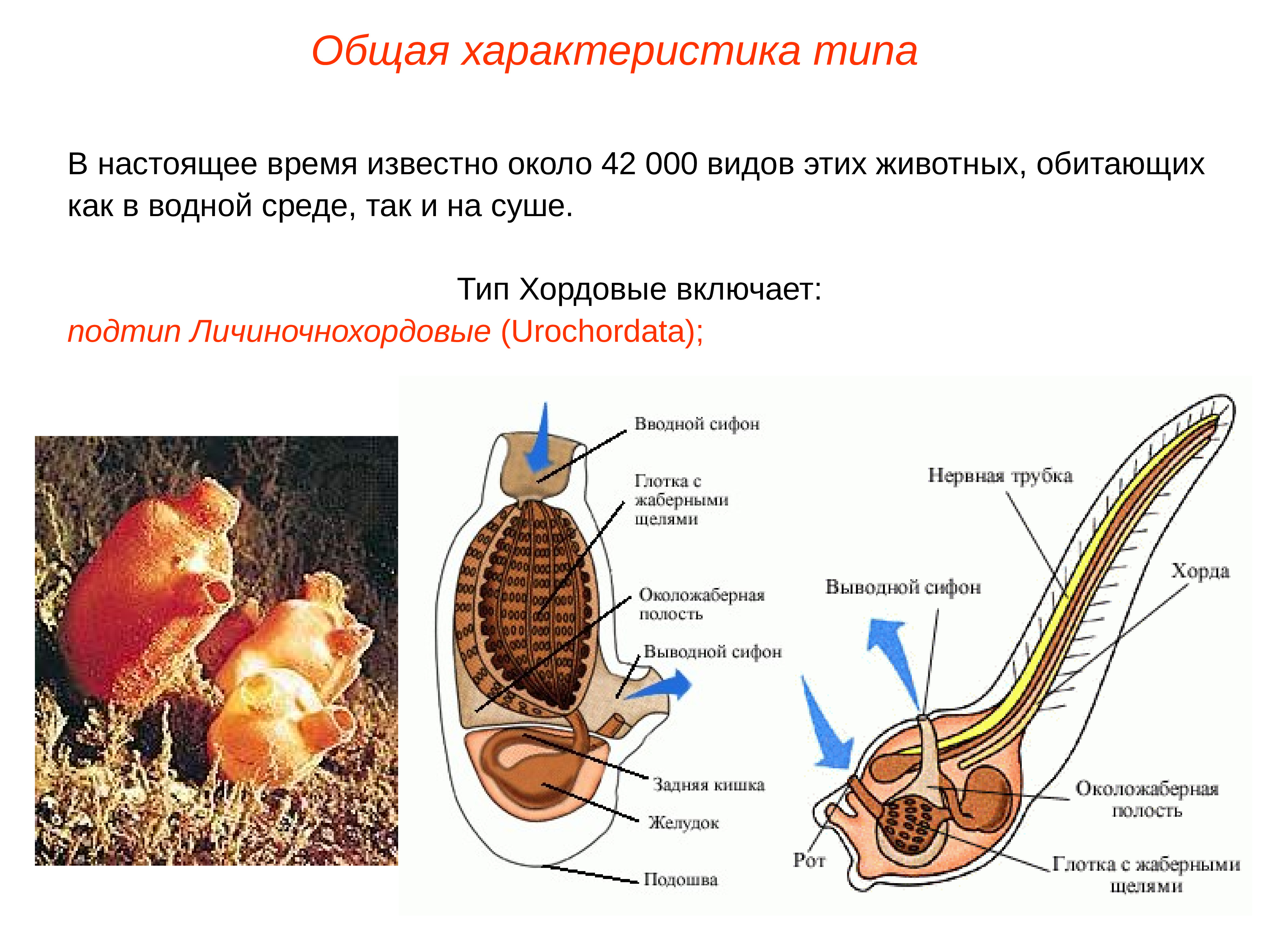 Тип хордовые 7 класс презентация общая характеристика