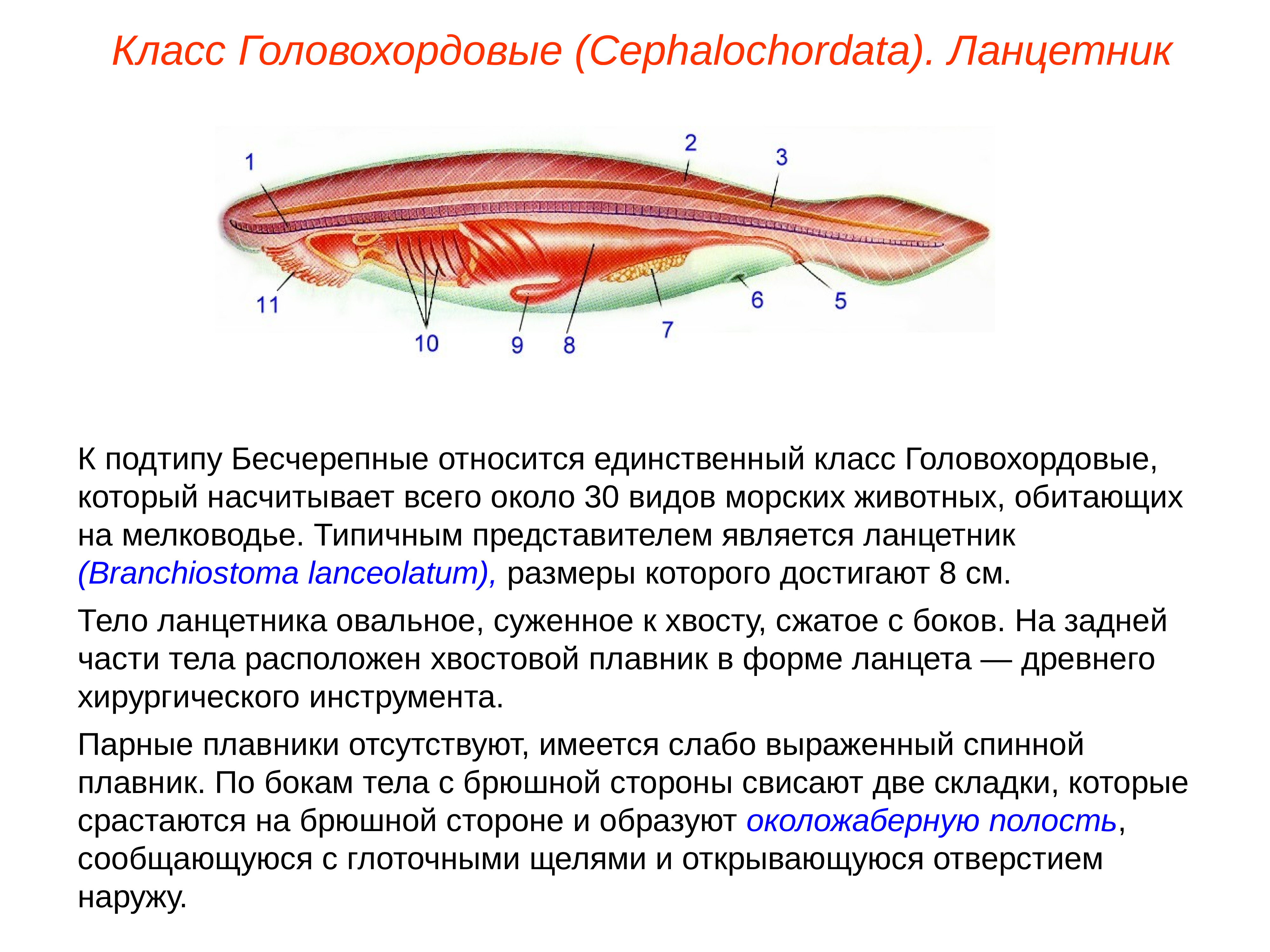 Тип Хордовые Бесчерепные животные