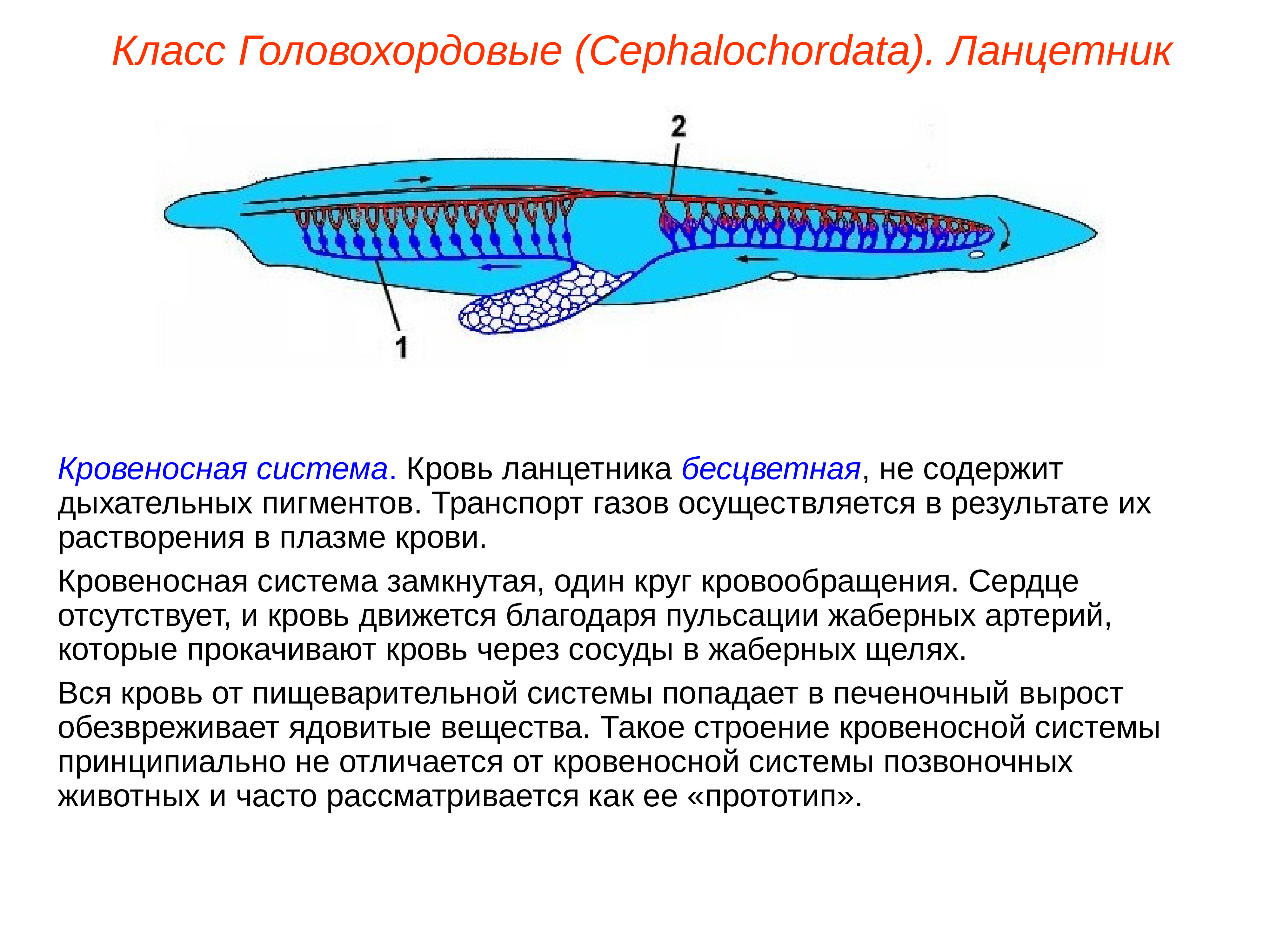 Дыхание ланцетника