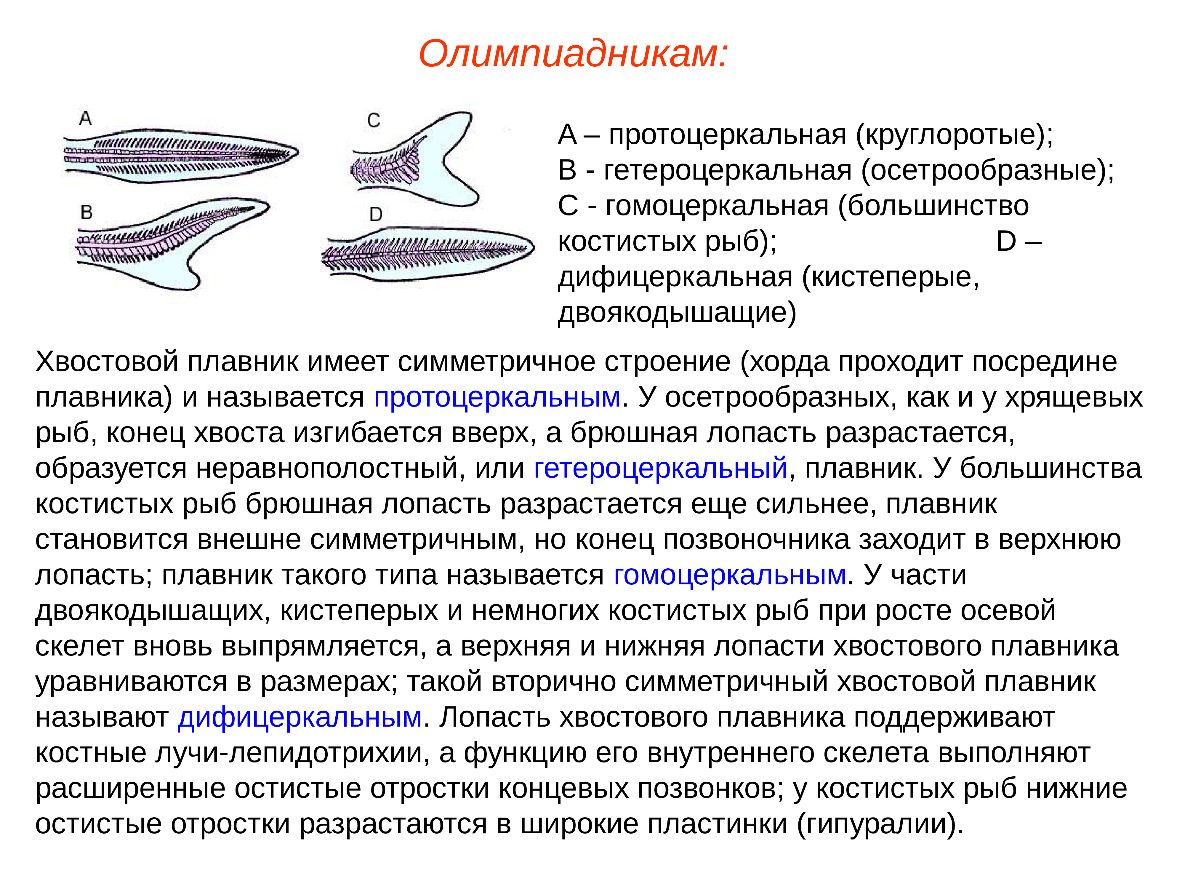 Хвостовой плавник у рыб