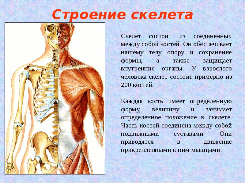 Внутренний скелет состоит из. Из чего состоит скелет человека. Чем соединены между собой кости скелета человека. Кости в скелете соединяются между собой с помощью. Чем соединены между собой ости.