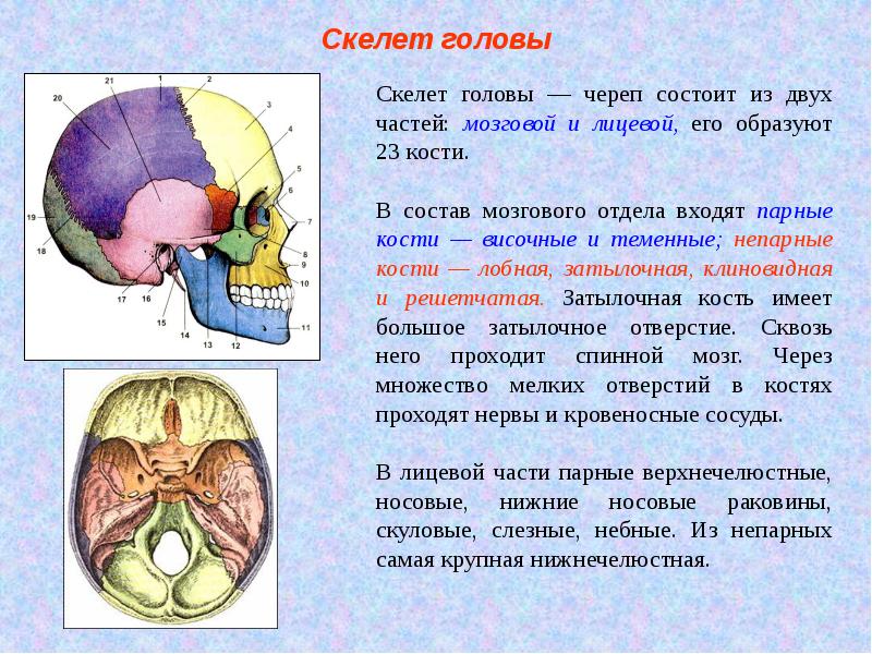 Скелет головы схема